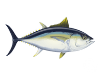 Bigeye Tuna