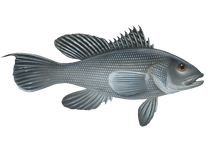 Sea Bass